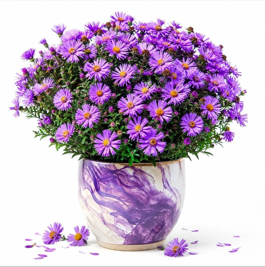 Tahoka Daisy Live Plant - Purple Aster Flower, 3-5 Inch Tall, Outdoor - Image 1