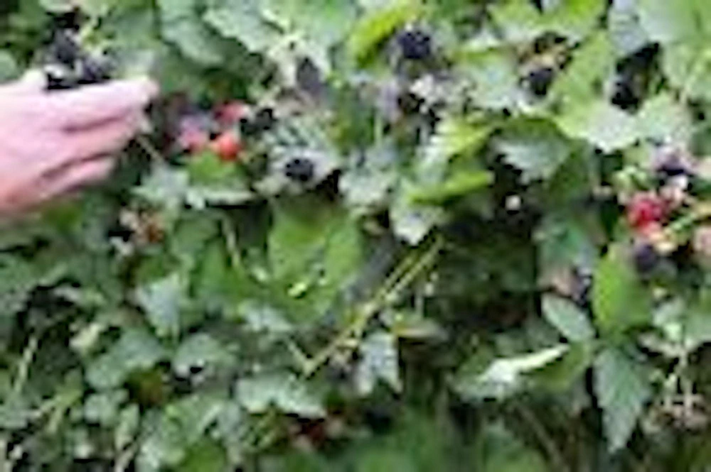 Thornless Boysenberry Live Plant - Rubus Hybrid Starter Bush - Image 6