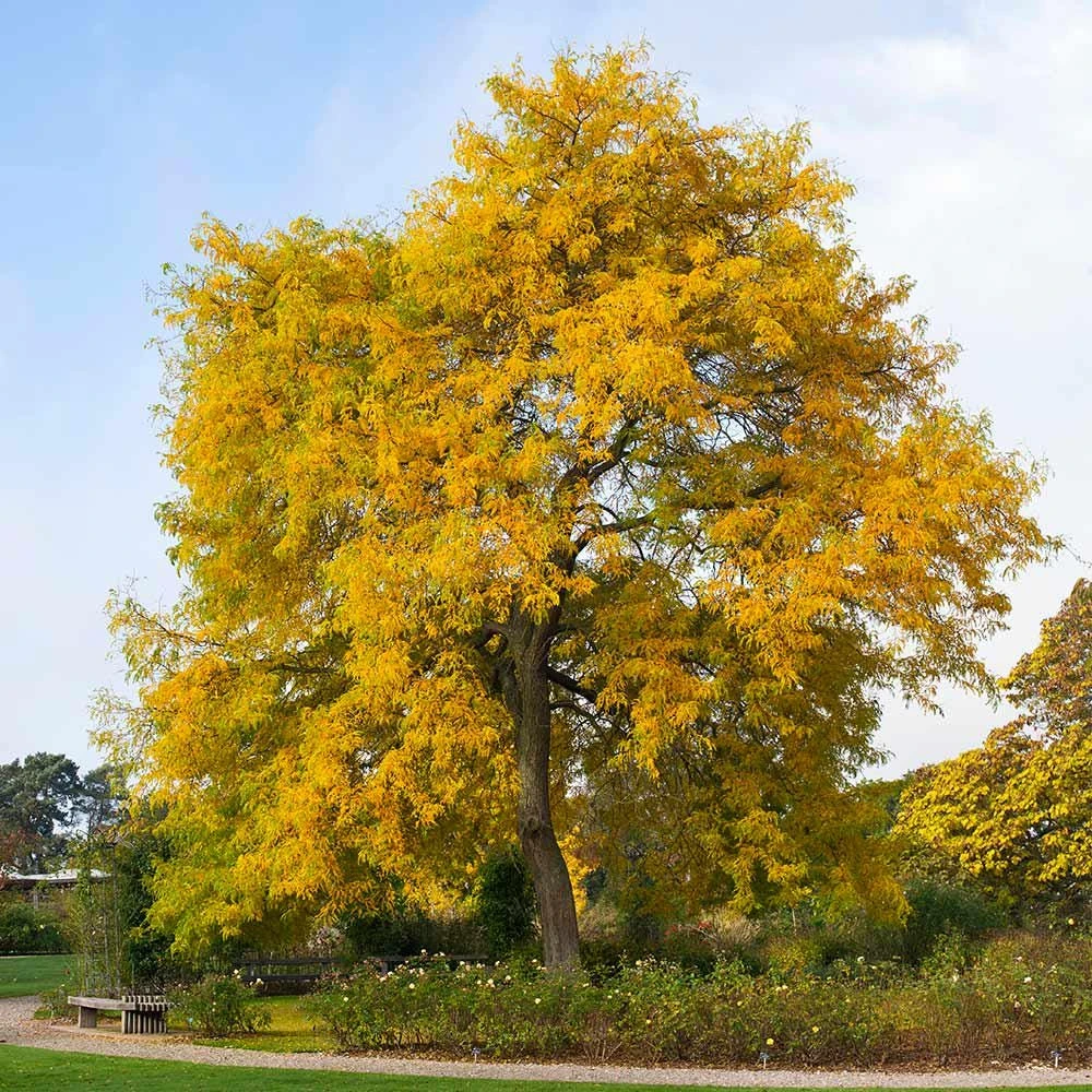 Thornless Honeylocust Tree Live Plant 12-24" Tall Gleditsia triacanthos inermis Quart Pot - Image 1