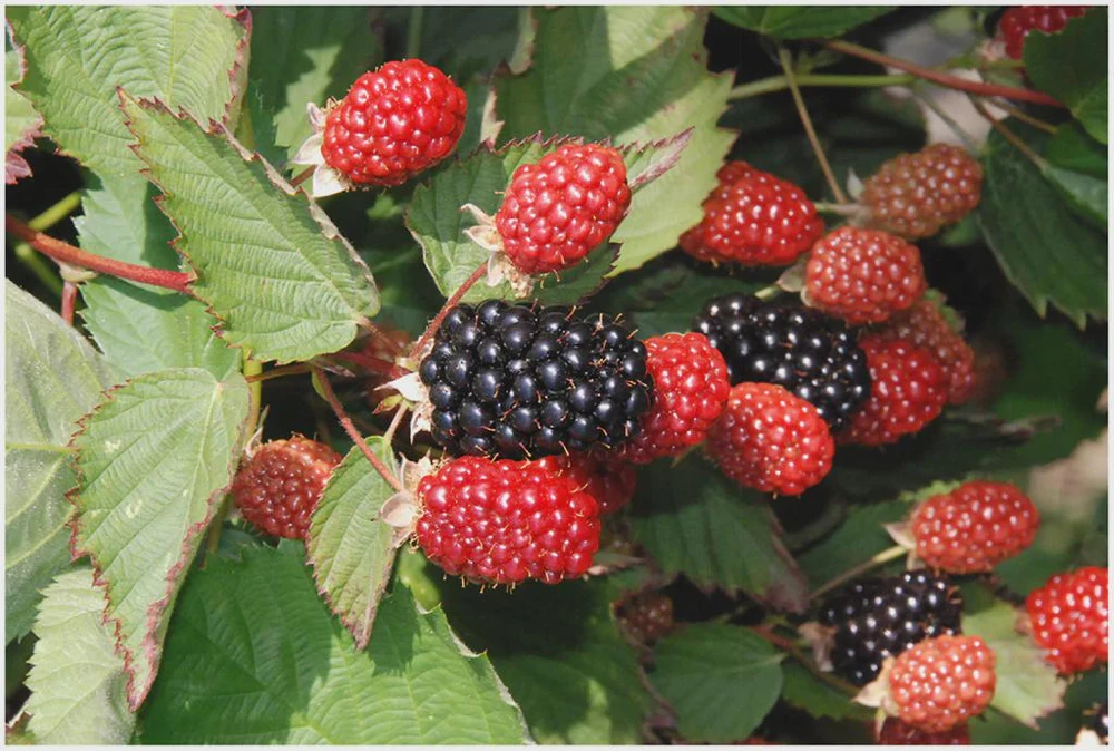 Twilight Thornless Blackberry Live Plant - Rubus Starter Plug - USDA Zones 4-9 - Image 1