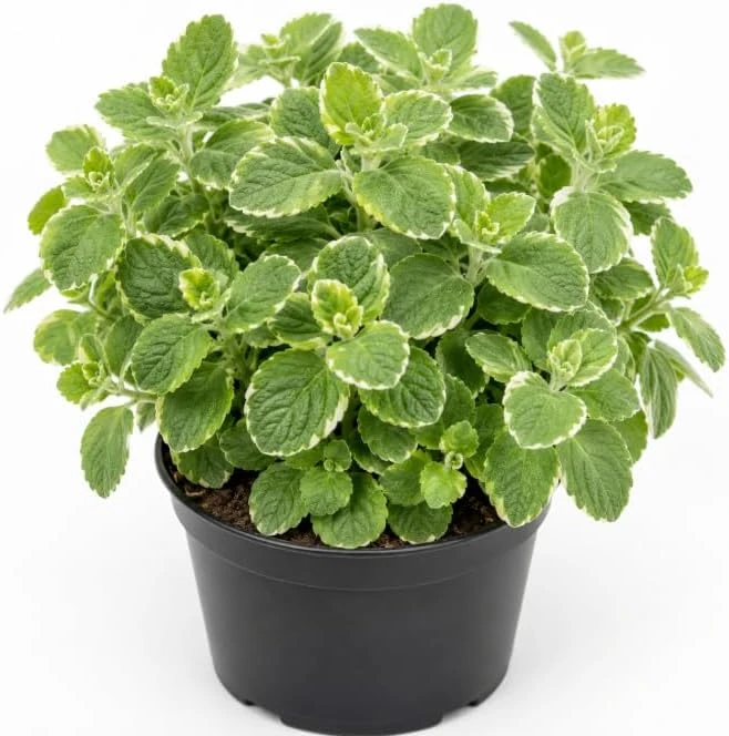 Variegated Cuban Oregano Live Plants - 2 Pack, 3-5 Inch Tall Fragrant Herb for Indoor & Patio - Image 1