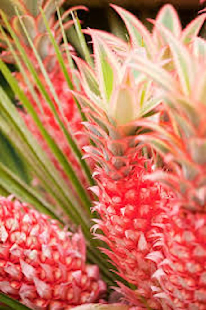 Variegated Pineapple Live Plant โ Ananas comosus โ Ornamental Starter Plug - Image 3