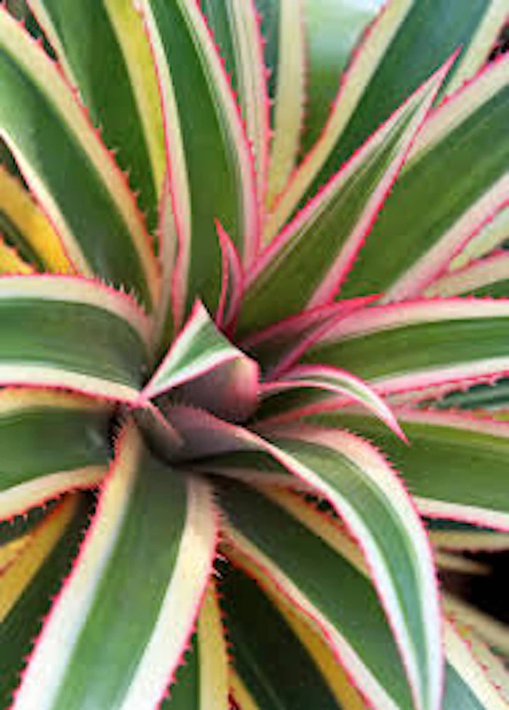 Variegated Pineapple Live Plant โ Ananas comosus โ Ornamental Starter Plug - Image 4