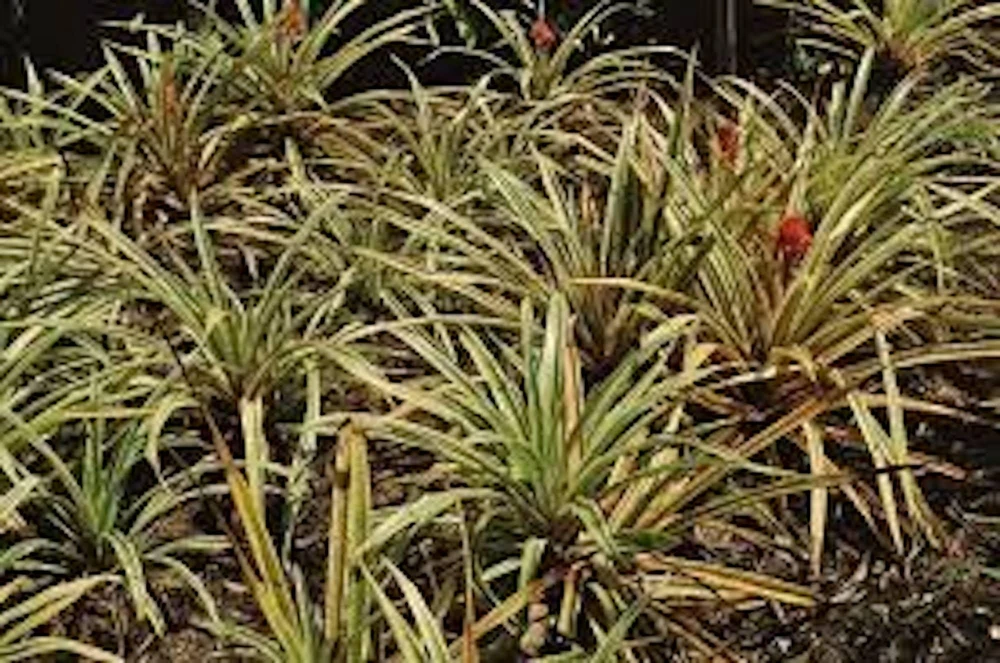 Variegated Pineapple Live Plant โ Ananas comosus โ Ornamental Starter Plug - Image 5