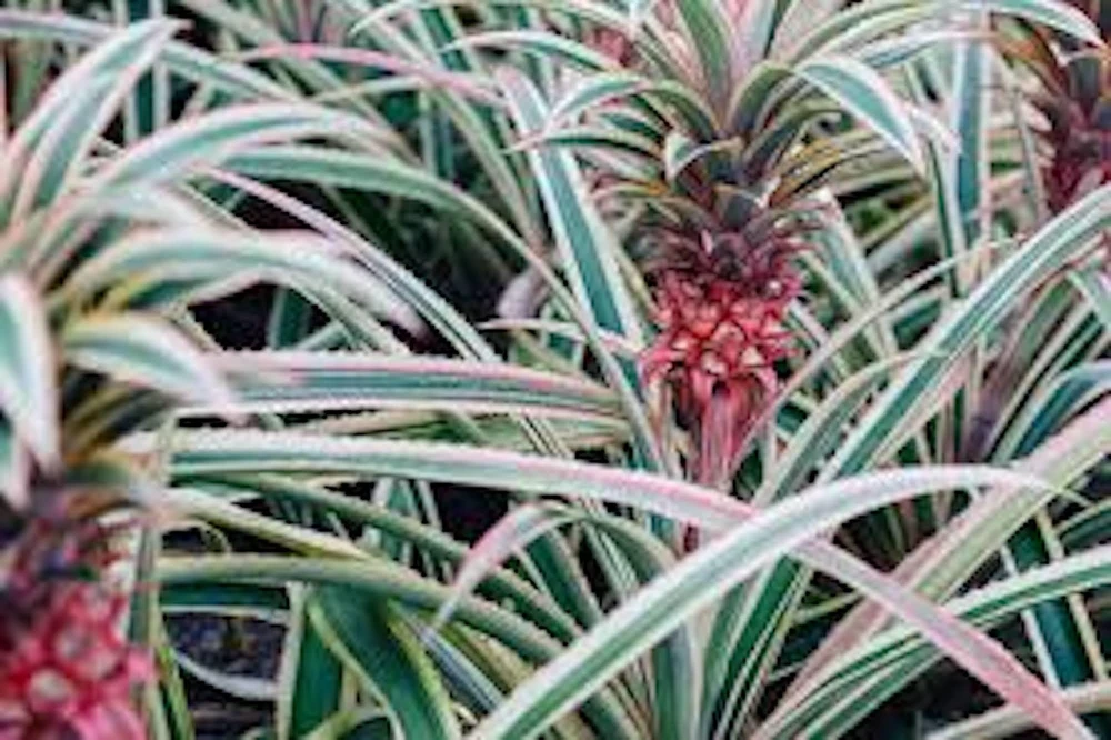 Variegated Pineapple Live Plant – Ananas comosus – Ornamental Starter Plug - Image 1