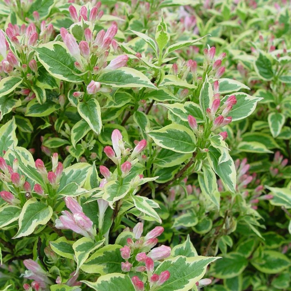 Variegated Weigela Shrub Live Plant - Weigela florida - Quart Pot - Image 1