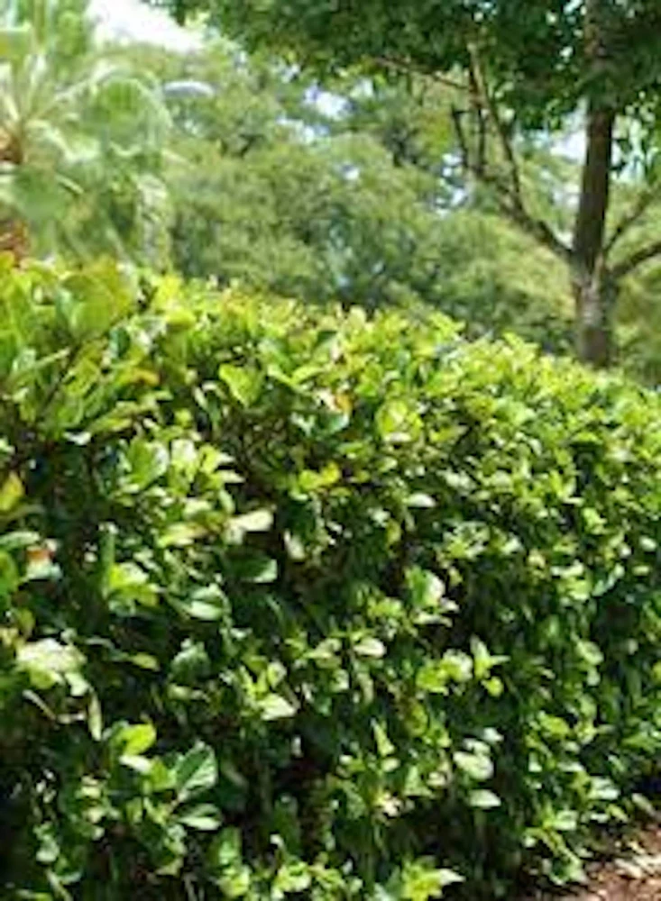 Viburnum Suspensum Live Plant – 3 Pack Starter Shrubs – 4-8 inches – Outdoor Evergreen - Image 1