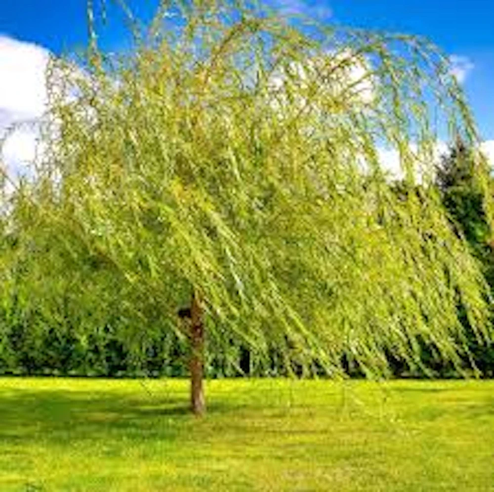 Weeping Willow Tree Live Plant - Salix babylonica 12-24in Tall, Quart Pot, Outdoor - Image 1