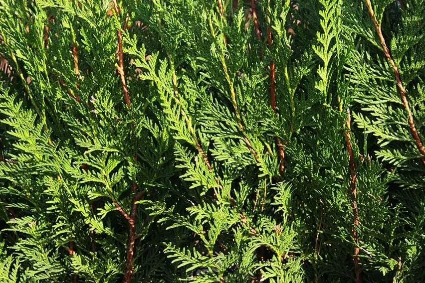 Western Red Cedar Tree Thuja Plicata - 6-12" Tall Bare Root Starter Plant - Image 1