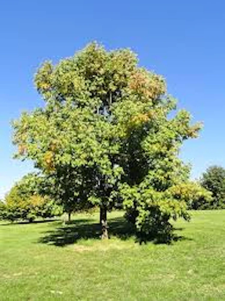 White Ash Tree Live Plant – Fraxinus americana – 12-24 inch Tall – Quart Pot - Image 1