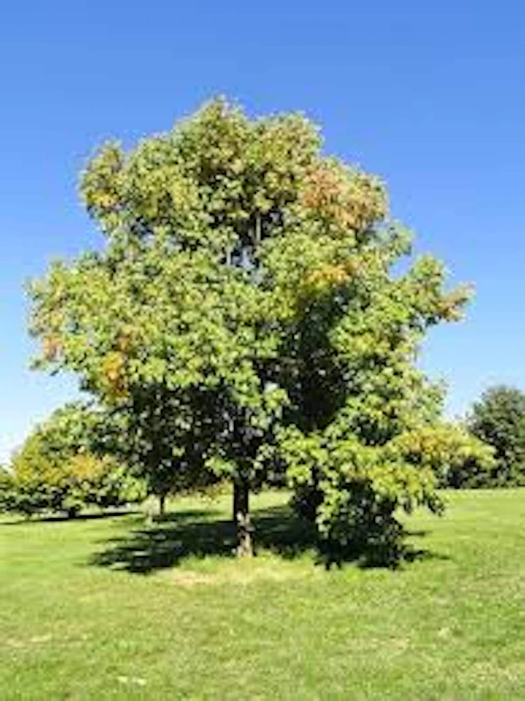 White Ash Tree Live Plant - Fraxinus americana - 12-24" Tall Bare Root - Image 1