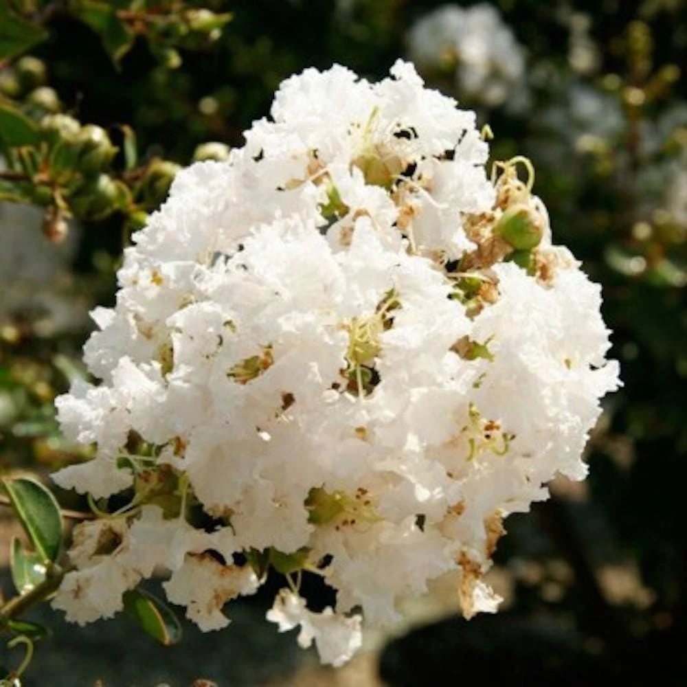 White Crape Myrtle Live Plant - 12-18" Bush Starter Plug - Quart Pot - Image 1