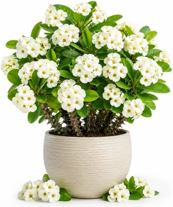 White Crown of Thorns Live Plant - 4-6 Inch Tall Euphorbia Milii in 4 Inch Pot, Indoor/Outdoor Succulent - Image 1