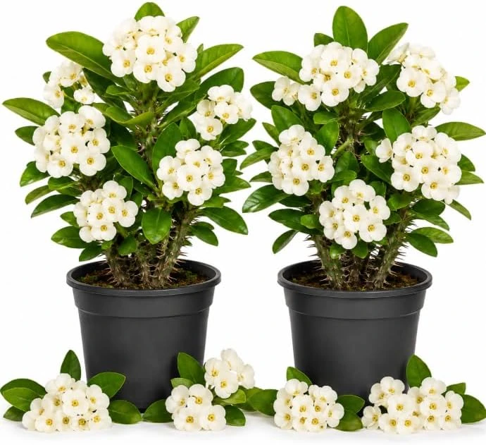 White Crown of Thorns Live Plant – 4-6 Inch Tall Euphorbia Milii in 4 Inch Pot – Indoor/Outdoor Succulent - Image 1