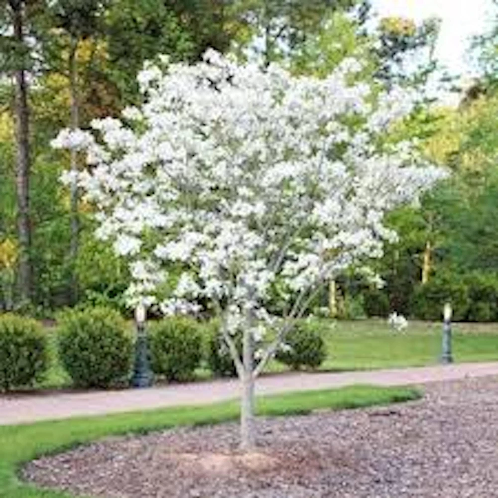 White Dogwood Tree (Cornus florida) Live Plant 6-12in Bare Root/Potted - Image 1
