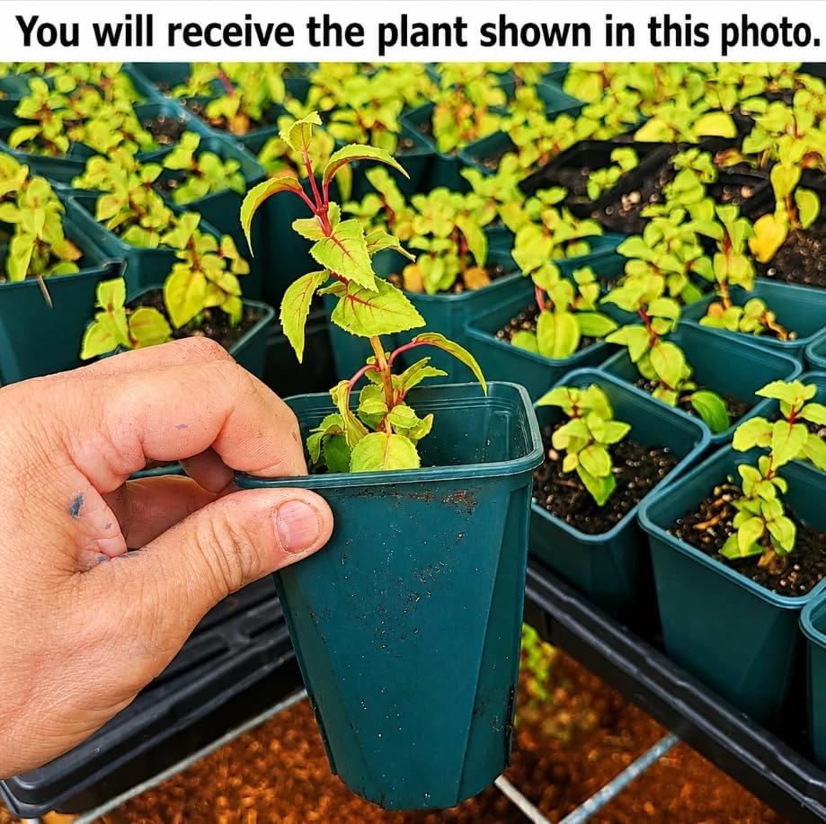 White Fuchsia Live Plant - 4-6 inch Tall, 5 Inch Pot - Indoor/Outdoor Garden - Image 2