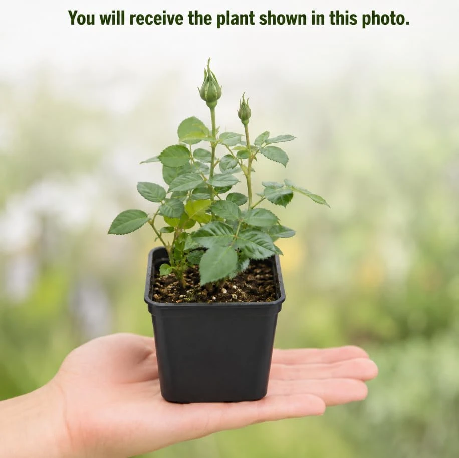 White Miniature Rose Live Plant, 4-6 Inches Tall, 4 Inch Pot - Compact Bush for Patio & Garden - Image 4
