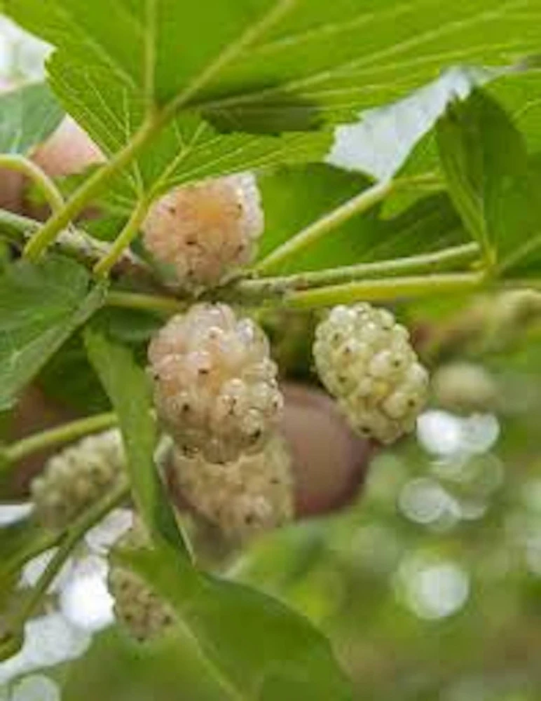 White Mulberry Tree Live Plant – Morus alba – 12-24in Tall – Quart Pot - Image 3