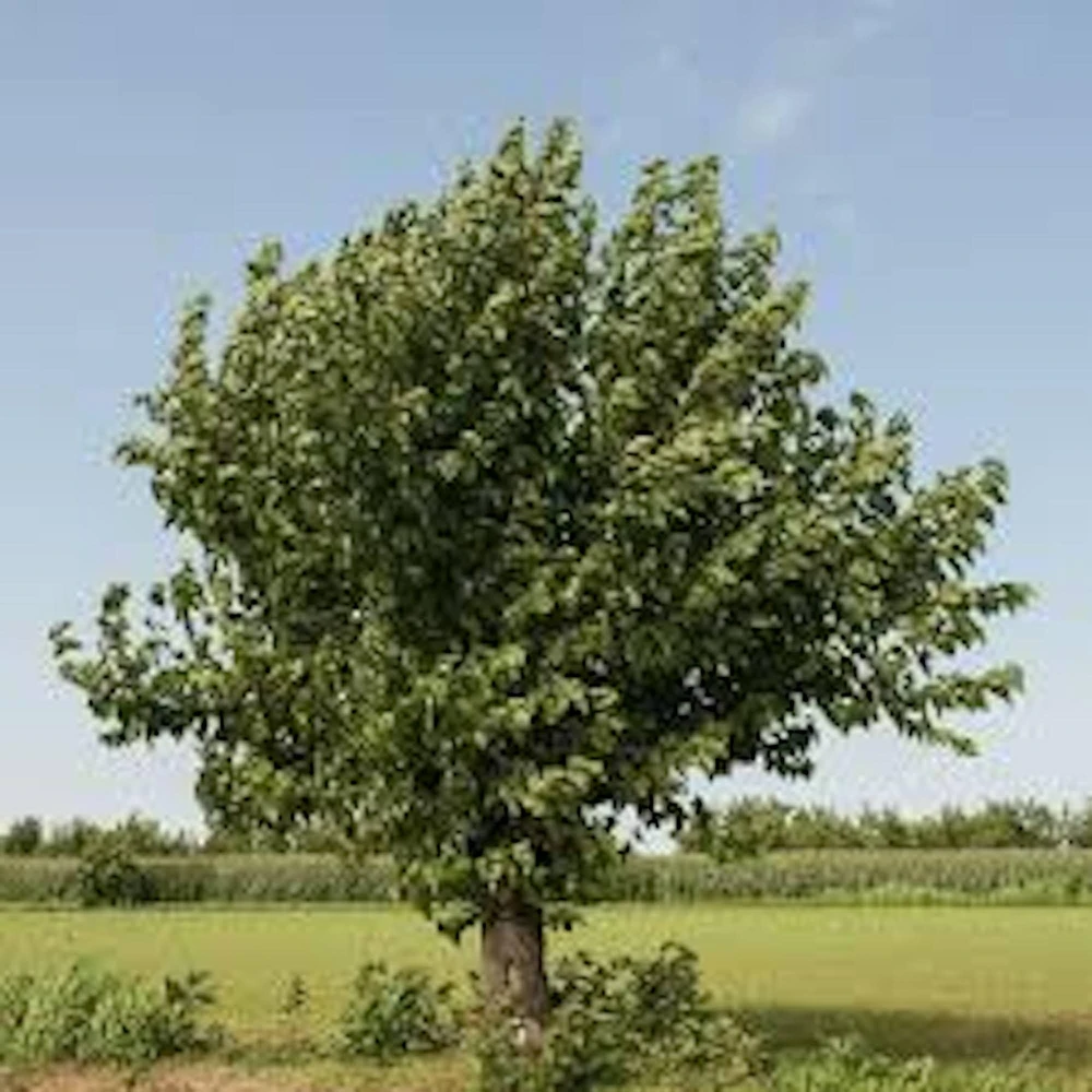 White Mulberry Tree Live Plant – Morus alba – 12-24in Tall – Quart Pot - Image 4