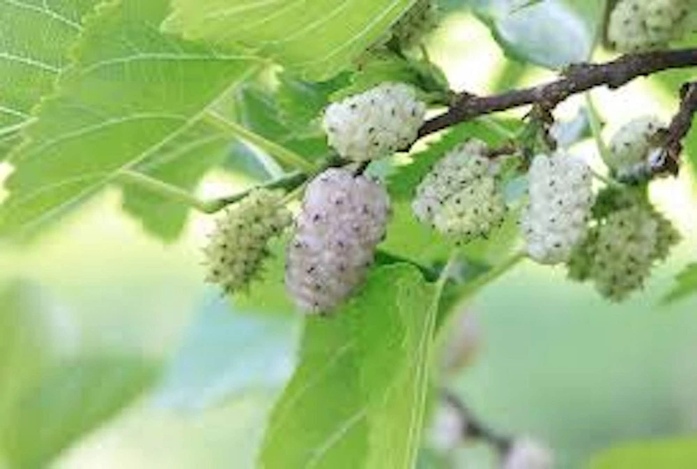 White Mulberry Tree Live Plant – Morus alba – 12-24in Tall – Quart Pot - Image 1