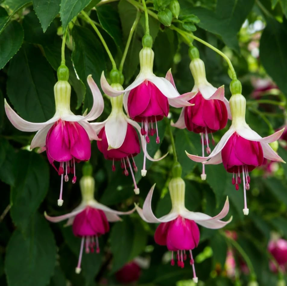 White Pink Fuchsia Live Plant - 4-6 Inch Tall, 6 Inch Pot - Outdoor Flower - Image 3