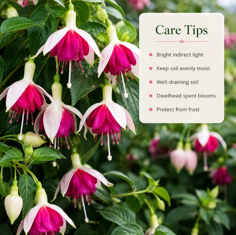 White Pink Fuchsia Live Plant - 4-6 Inch Tall, 6 Inch Pot - Outdoor Flower - Image 4