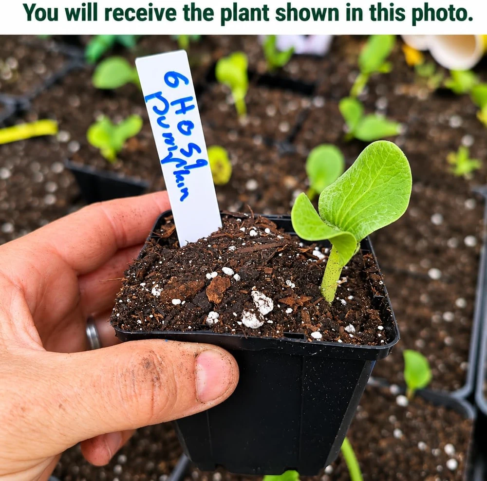 White Pumpkin Live Plant for Planting, Winter Squash Vegetable, 2-4 Inch Tall - Image 2