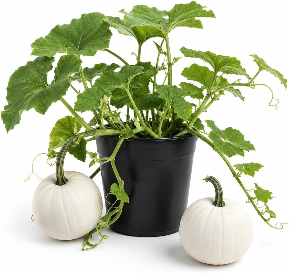 White Pumpkin Live Plant for Planting, Winter Squash Vegetable, 2-4 Inch Tall - Image 1