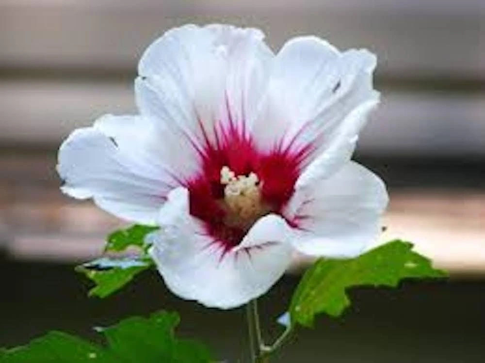 White Rose of Sharon Hibiscus Live Plant 12-24" Tall Quart Pot Shrub - Image 1
