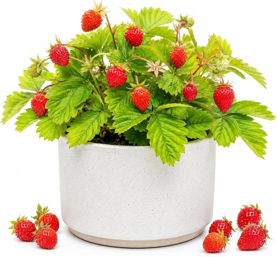 Wild Strawberry Live Plant – Sweet Berry Seedling – Outdoor Planting – 4-6 Inch Tall, 3 Inch Pot - Image 1