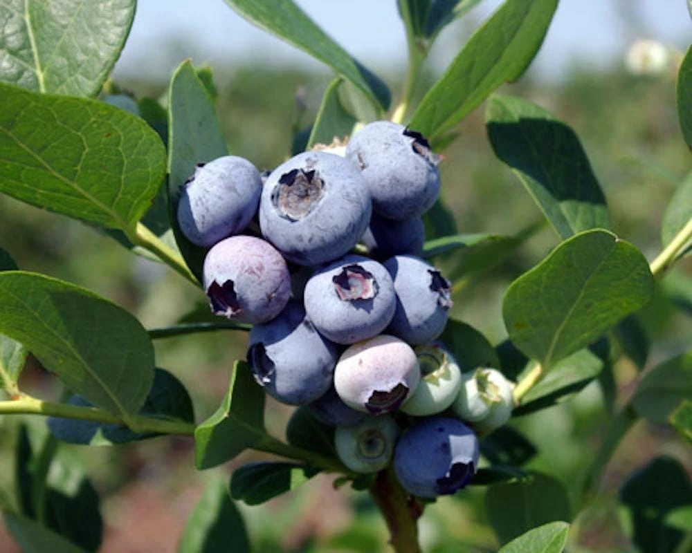 Windsor Blueberry Live Plant - Southern Highbush Berry Bush - 1 Starter Plug - Image 1