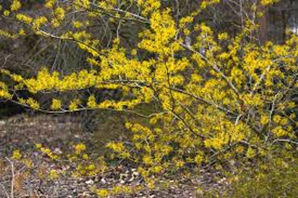 Witch Hazel Tree Live Plant - Hamamelis virginiana, 12-24in Tall, Quart Pot, Native Outdoor Shrub - Image 1