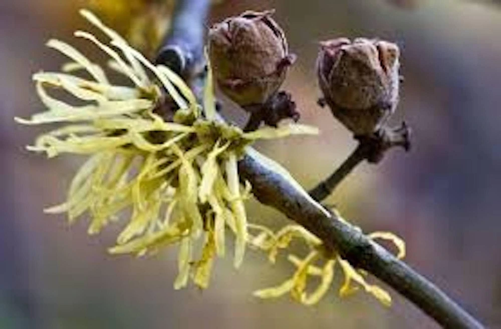 Witch Hazel Tree Live Plant - Hamamelis virginiana Native Tree - 12-24in Tall Quart Pot - Zones 3-8 - Image 4