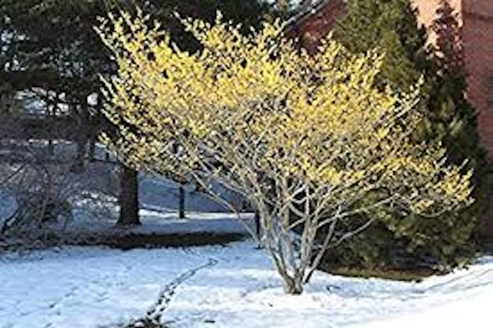 Witch Hazel Tree Live Plant - Hamamelis virginiana Native Tree - 12-24in Tall Quart Pot - Zones 3-8 - Image 5