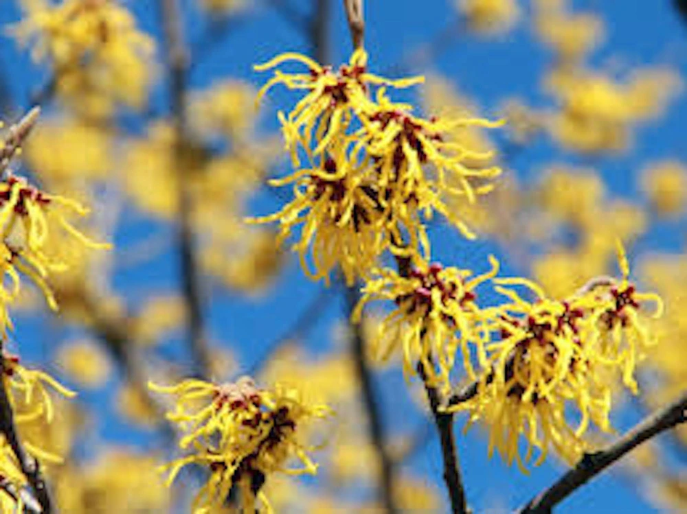 Witch Hazel Tree Live Plant - Hamamelis virginiana Native Tree - 12-24in Tall Quart Pot - Zones 3-8 - Image 6