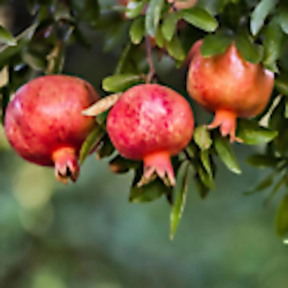 Wonderful Pomegranate Fruit Tree Live Plant Starter - 5 Pack, Edible - Image 1