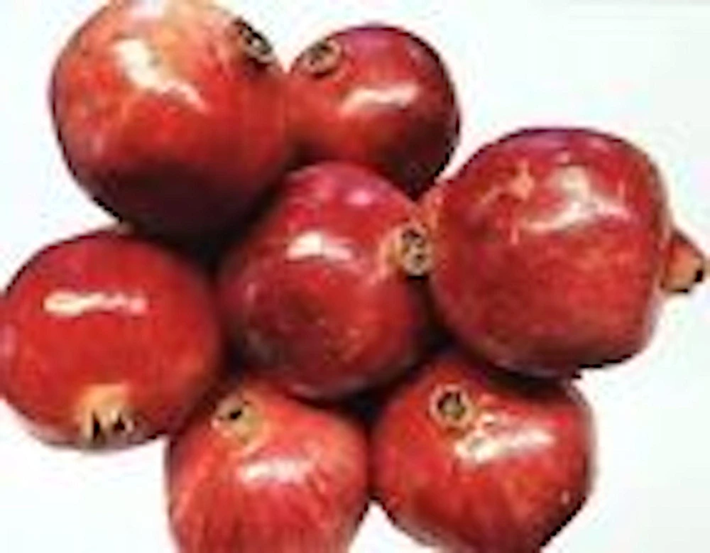 Wonderful Pomegranate Fruit Tree Live Plant Starter - 5 Pack, Edible - Image 4