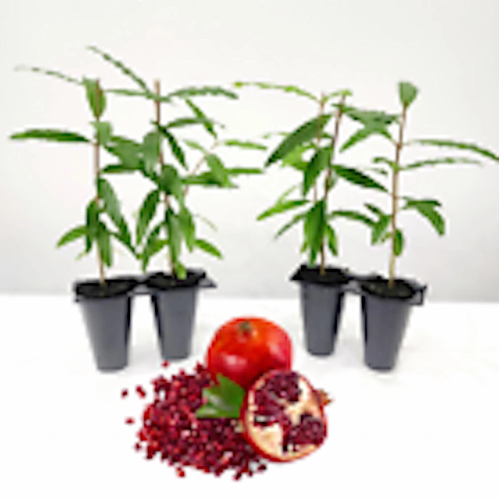 Wonderful Pomegranate Fruit Tree Live Plant Starter - 5 Pack, Edible - Image 6