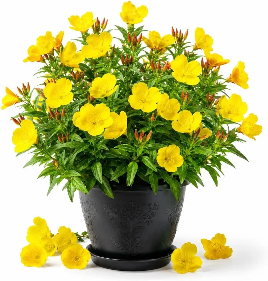 Yellow Evening Primrose Live Plant – 2-4 Inch Tall, 3 Inch Pot, Outdoor Flower - Image 1
