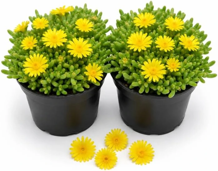 Yellow Ice Plants Live, 2 Pots, 3-6 Inch Tall, Succulent Ground Cover, Perennial - Image 1