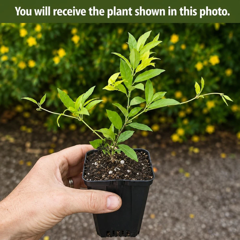 Yellow Jasmine Live Plant, 4-6 Inch Tall, 3 Inch Pot - Tropical Fragrance - Image 2