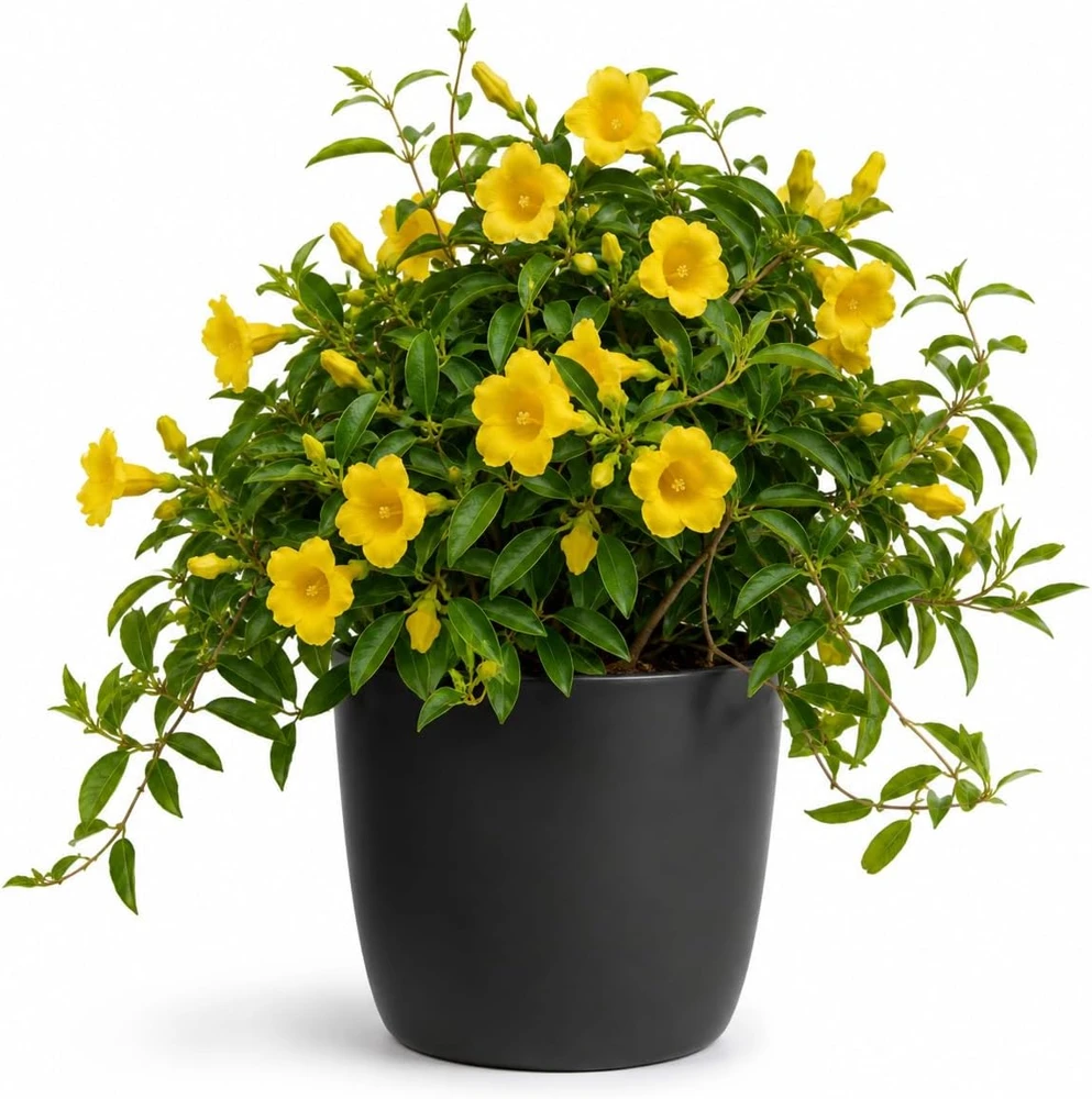Yellow Jasmine Live Plant, Tropical Bloom, 4-6 Inch Tall, 3 Inch Pot - Image 1