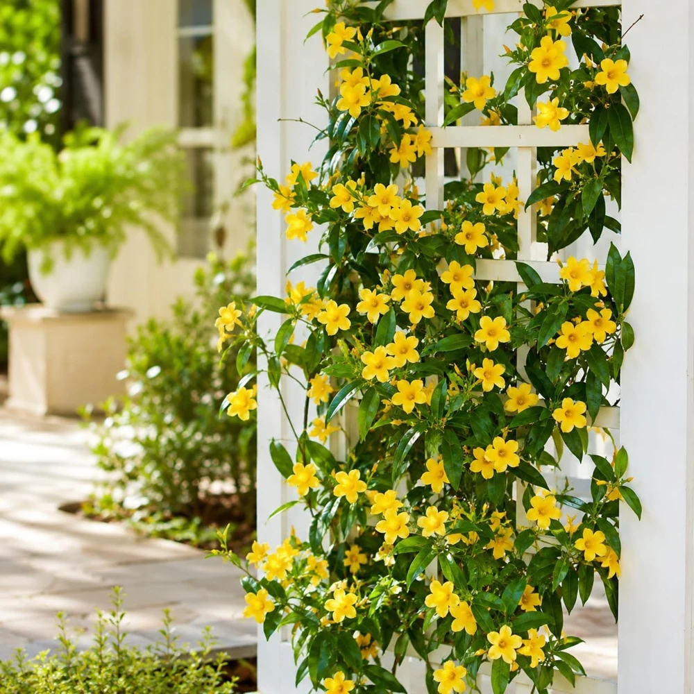 Yellow Jasmine Live Plant, Tropical Bloom, 4-6 Inch Tall, 3 Inch Pot - Image 7