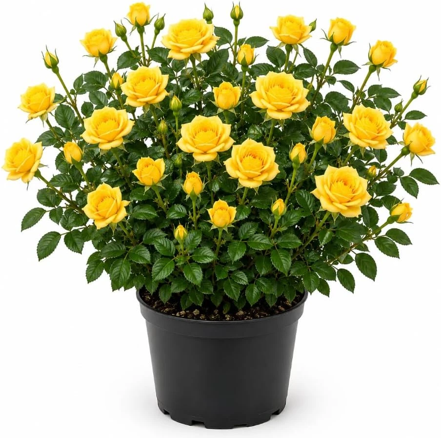 Yellow Miniature Rose Live Plant – 4-6 Inches Tall – 4 Inch Pot – Compact Mini Rose Bush – Outdoor/Indoor - Image 1