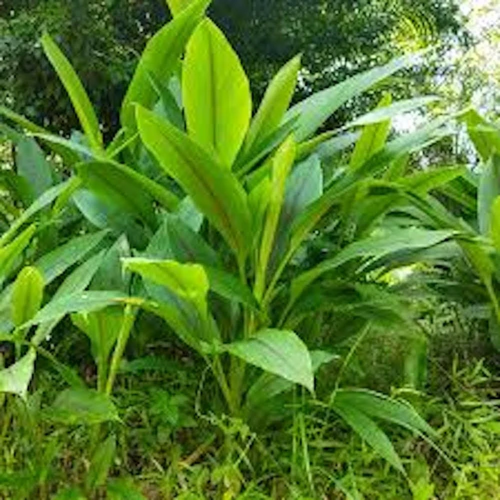 Yellow Turmeric Ginger Starter Plugs - 3 Curcuma longa Live Plants - Image 3
