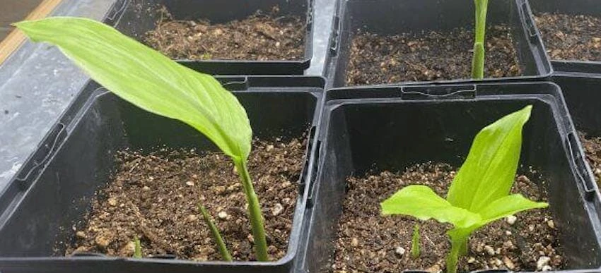 Yellow Turmeric Ginger Starter Plugs - 3 Curcuma longa Live Plants - Image 4