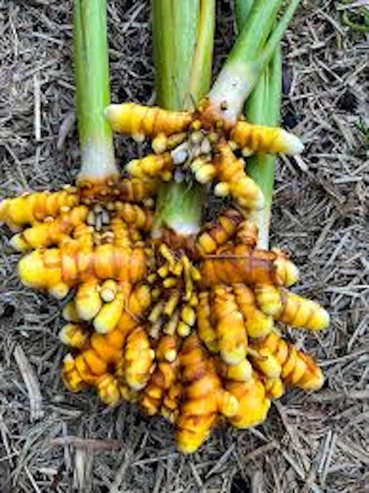 Yellow Turmeric Ginger Starter Plugs - 3 Curcuma longa Live Plants - Image 6