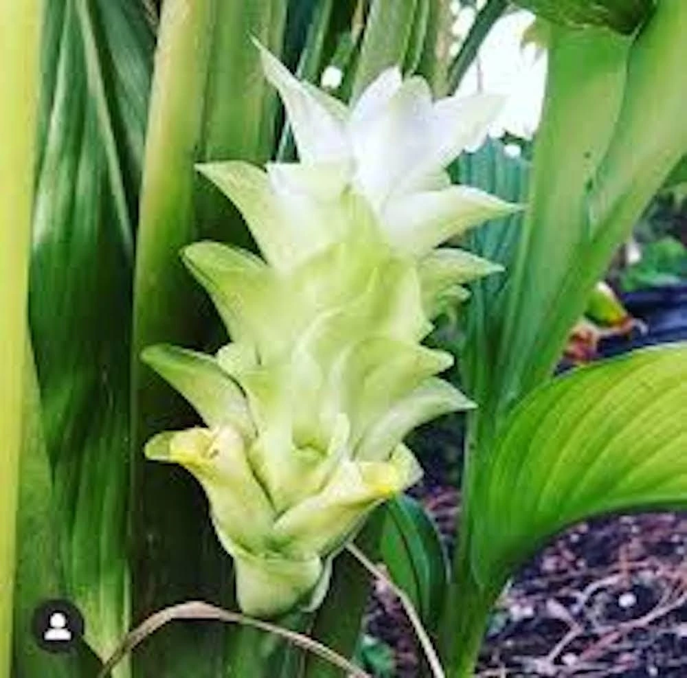 Yellow Turmeric Ginger Starter Plugs - 3 Curcuma longa Live Plants - Image 7