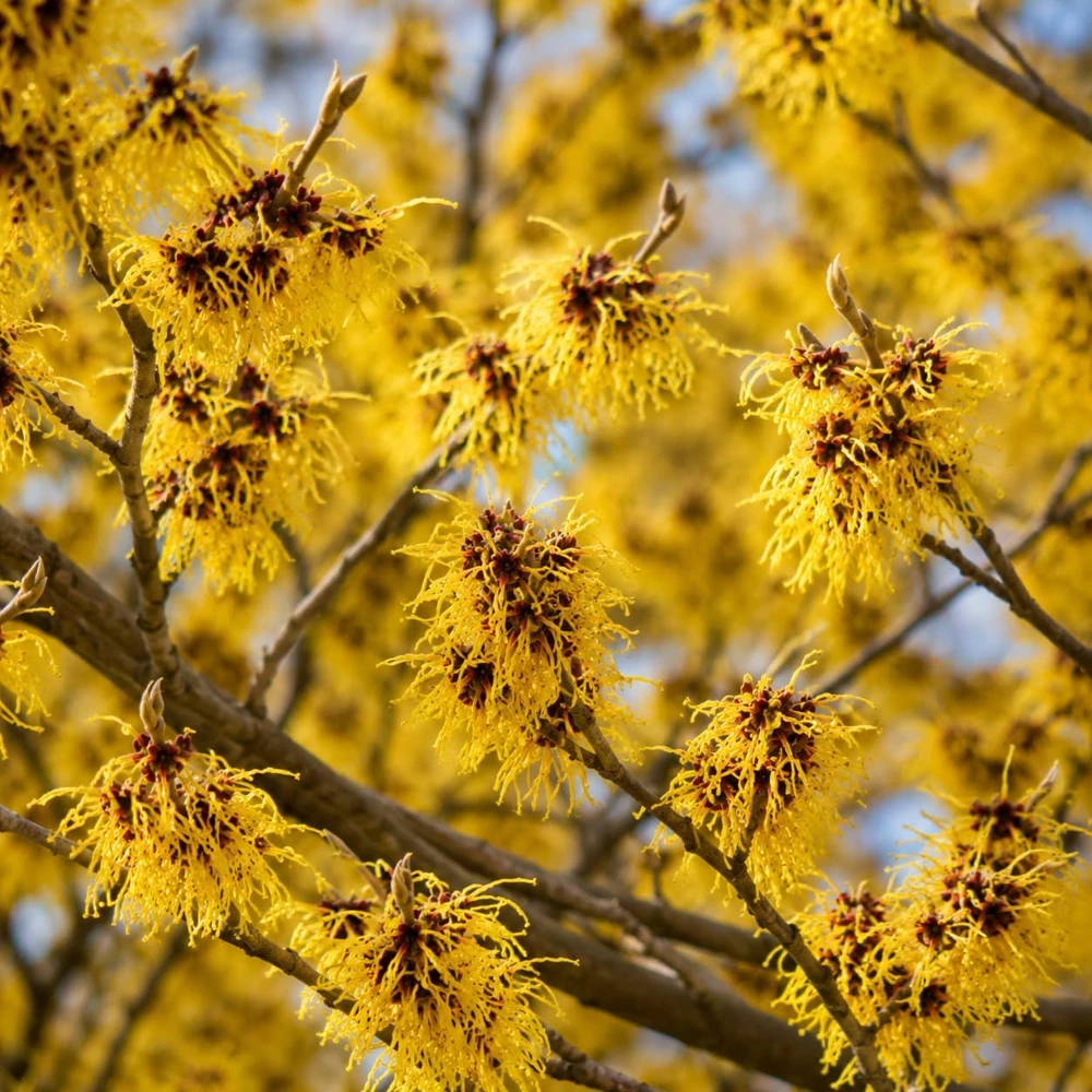Yellow Witch Hazel Live Plant – Hamamelis Tree – 6-12 Inch Tall – Quart Pot – Outdoor Shrub - Image 1