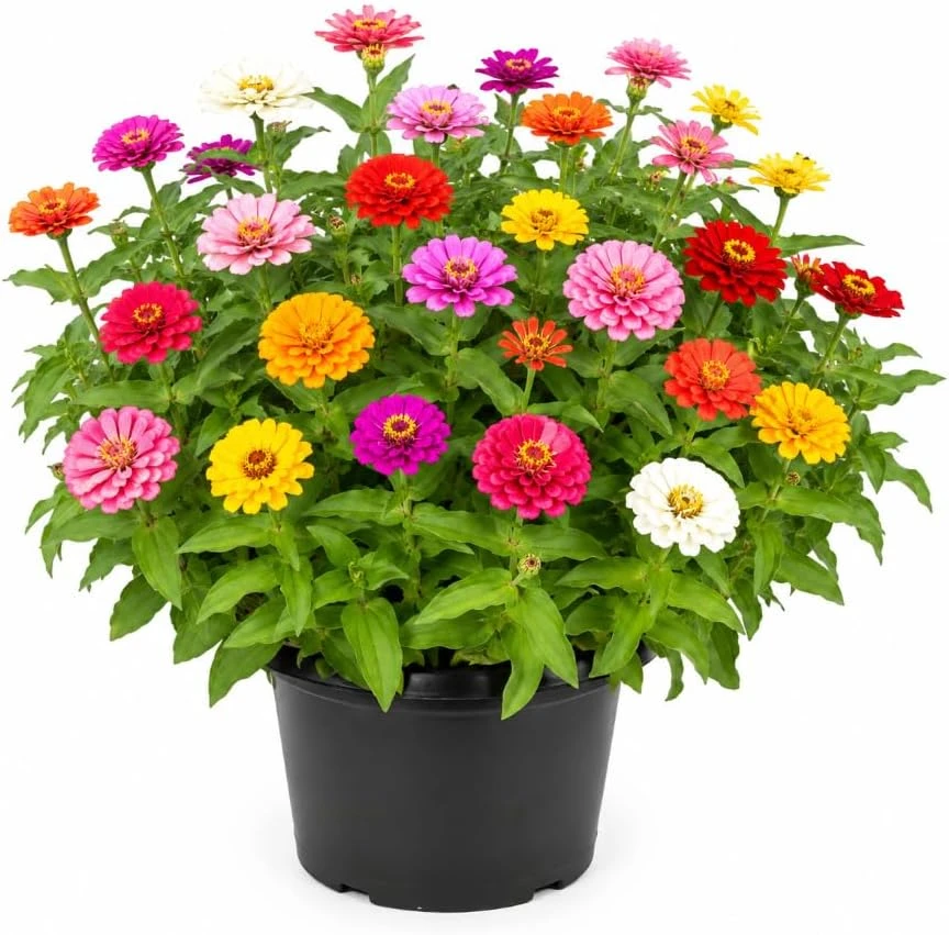 Zinnia Live Plants - 3-Pack, 4 Inch Pot, 3-5 Inches Tall, Colorful Flowers - Image 1